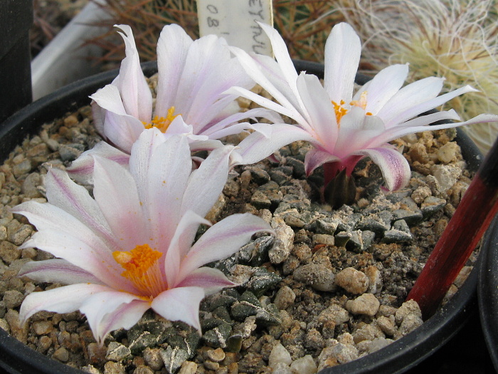 Ariocarpus kotschoubeyanus ssp. albiflorus VM220