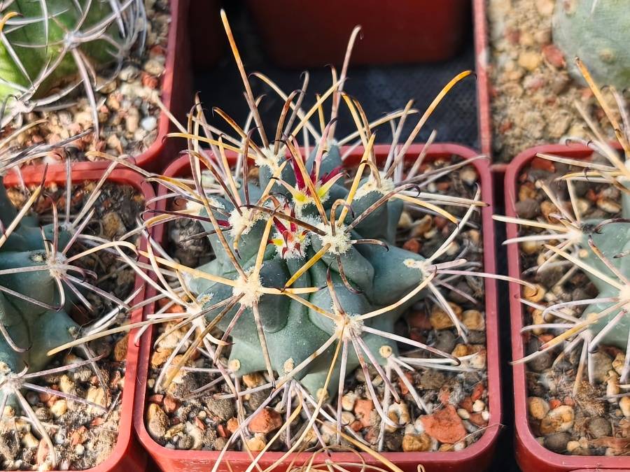 Ancistrocactus uncinatus v. wrightii VZD 356