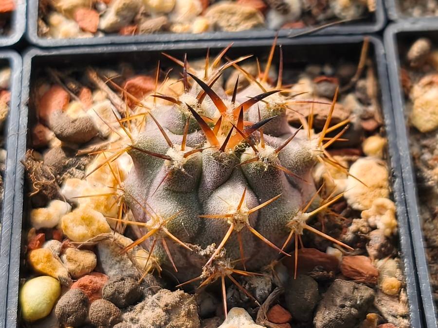 Eriosyce ceratistes PB84, Mirador Ruta d71, 1000m,, Coquimbo, Ch.