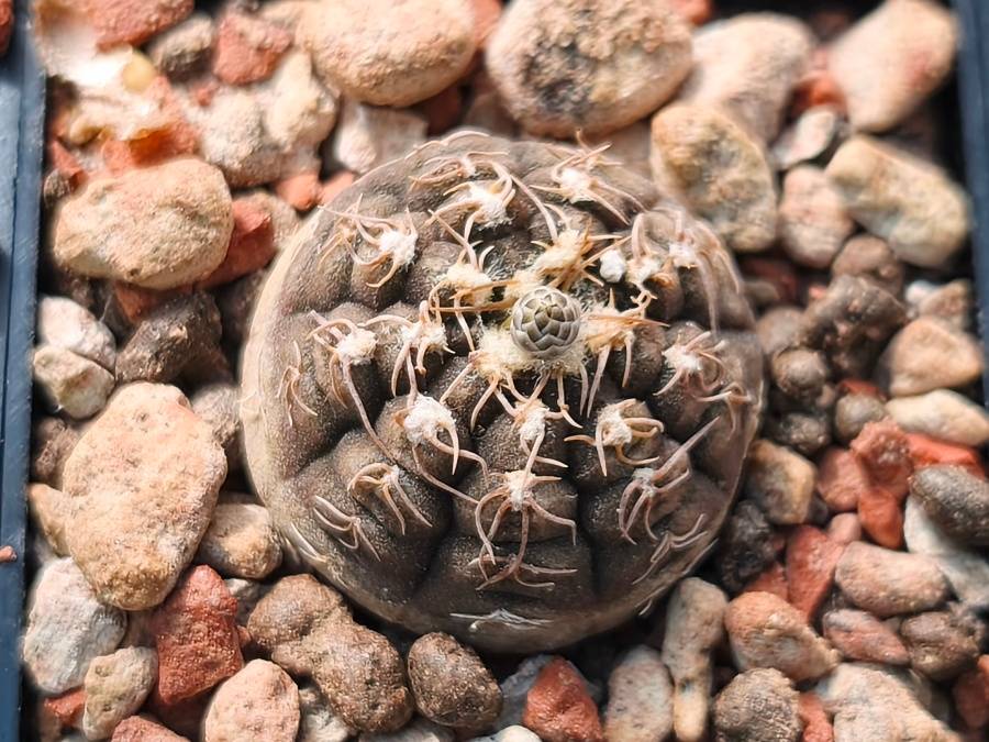 Gymnocalycium ragonesii, Salinas Grandes