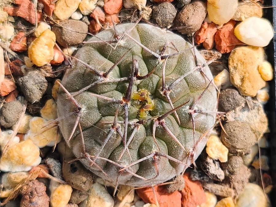 Gymnocalycium riojense ssp. kozelskianum STO 88.121/1, typ form