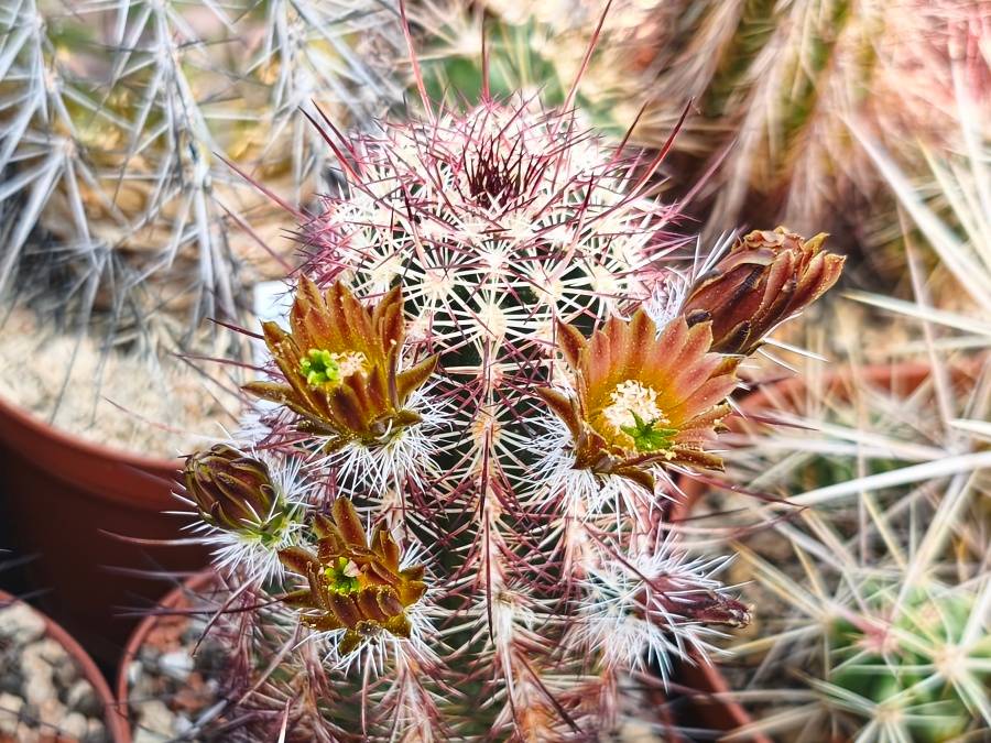 Echinocereus chloranthus CH 20