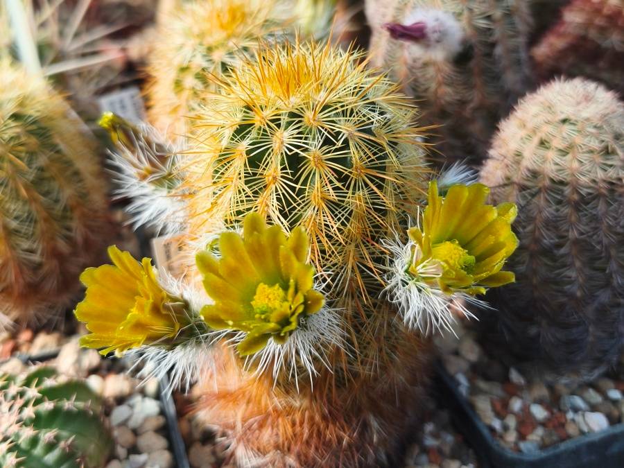 Echinocereus chloranthus v. neocapillus SB 395