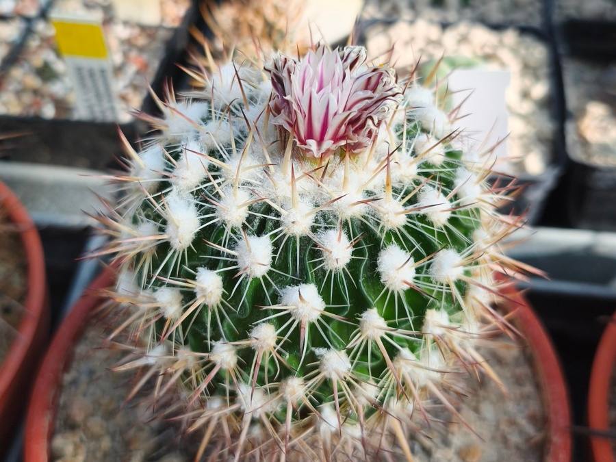 Echinofossulocactus heteracanthus CH 399