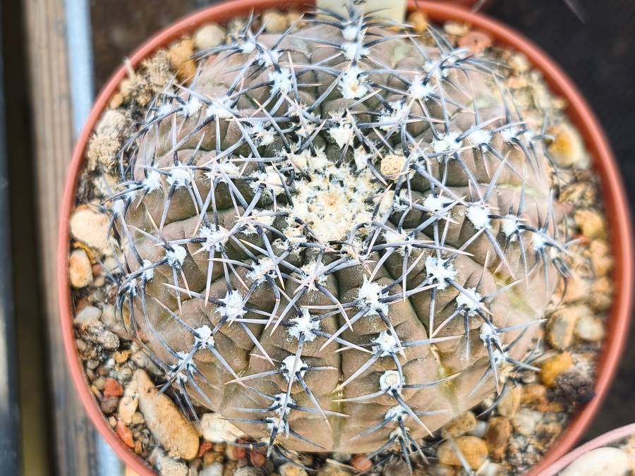 Gymnocalycium polygonum, Miraflores