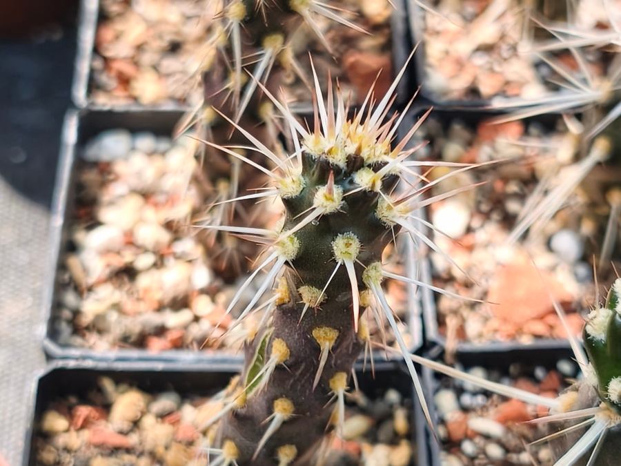 Maihueniopsis hickenii JGK 765, za Gastre