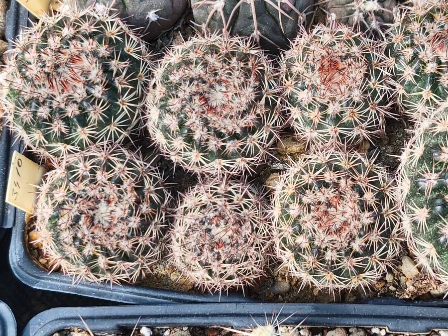 Notocactus ritterianus