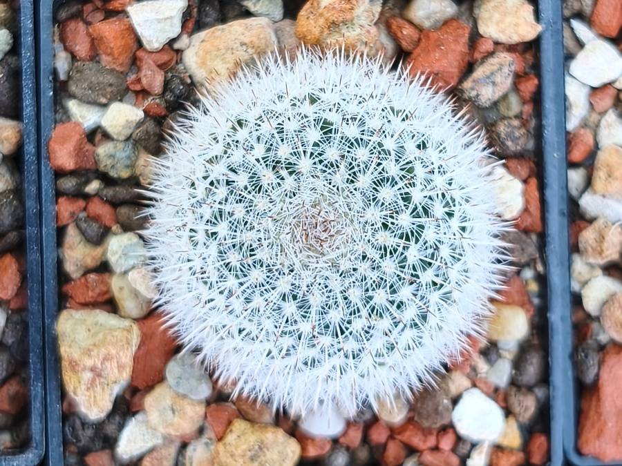 Mammillaria chica