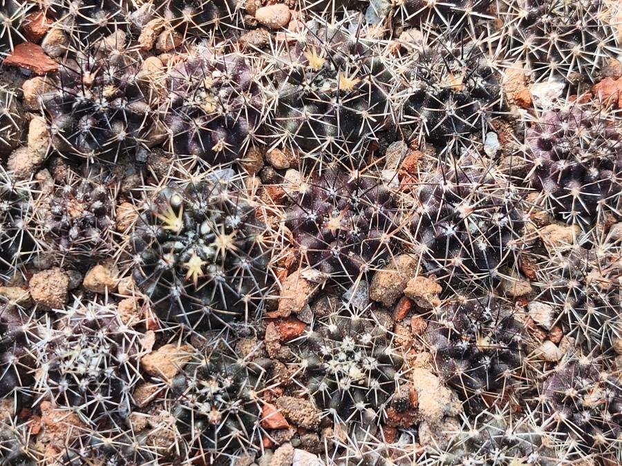 Pyrrhocactus sp. PB85, Mirador Ruta d71, 1000m, Coquimbo,