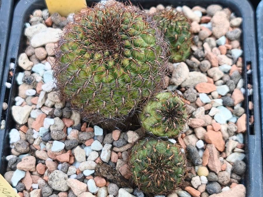 Sulcorebutia mentosa