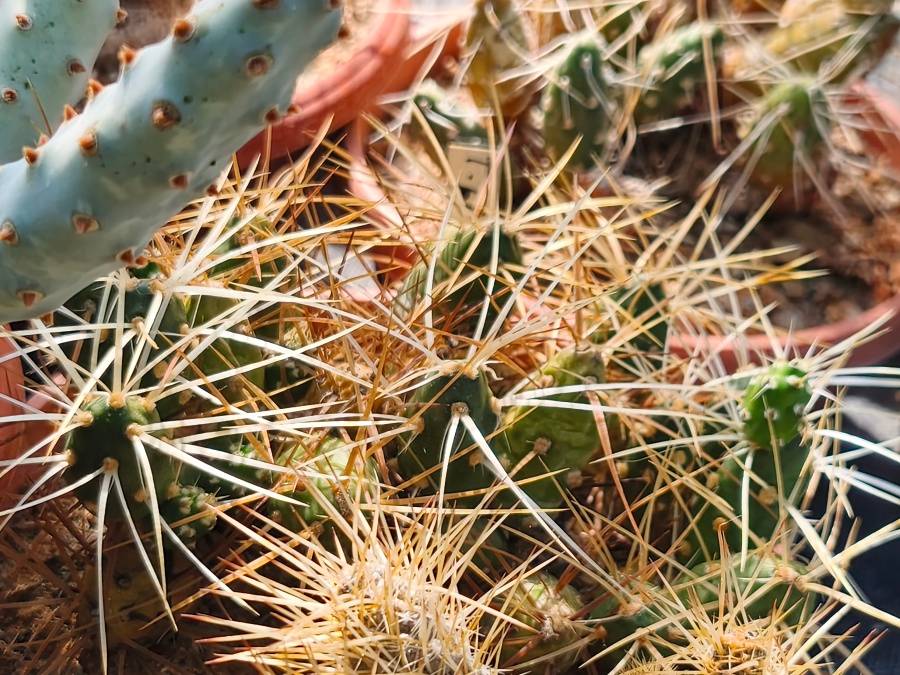 Tephrocactus platyacanthus