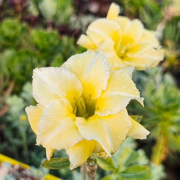Adenium cv. VG-194