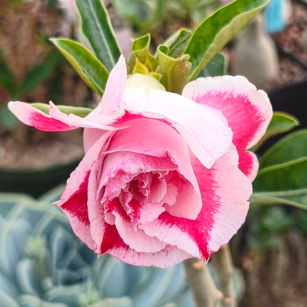 Adenium cv. VH-07