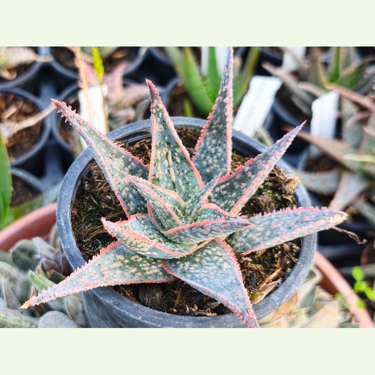 Aloe cv. Kelly Griffin