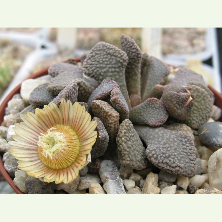 Aloinopsis rosulata, Miller