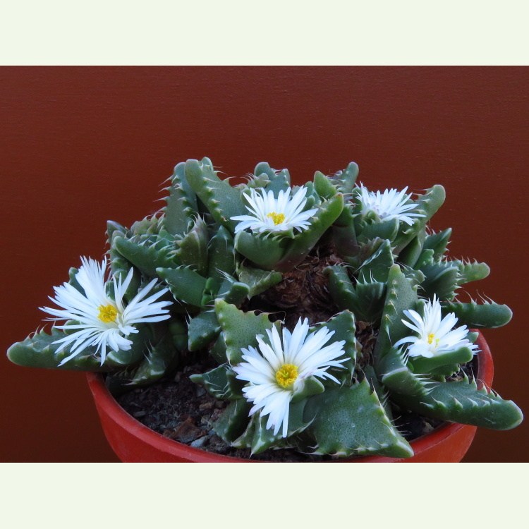 Faucaria candida