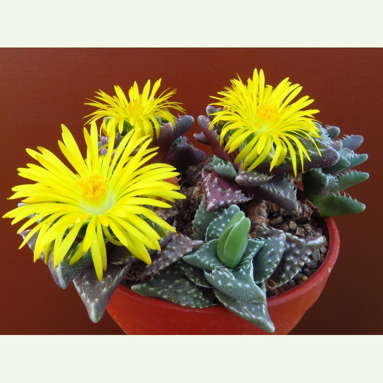 Faucaria tuberculosa