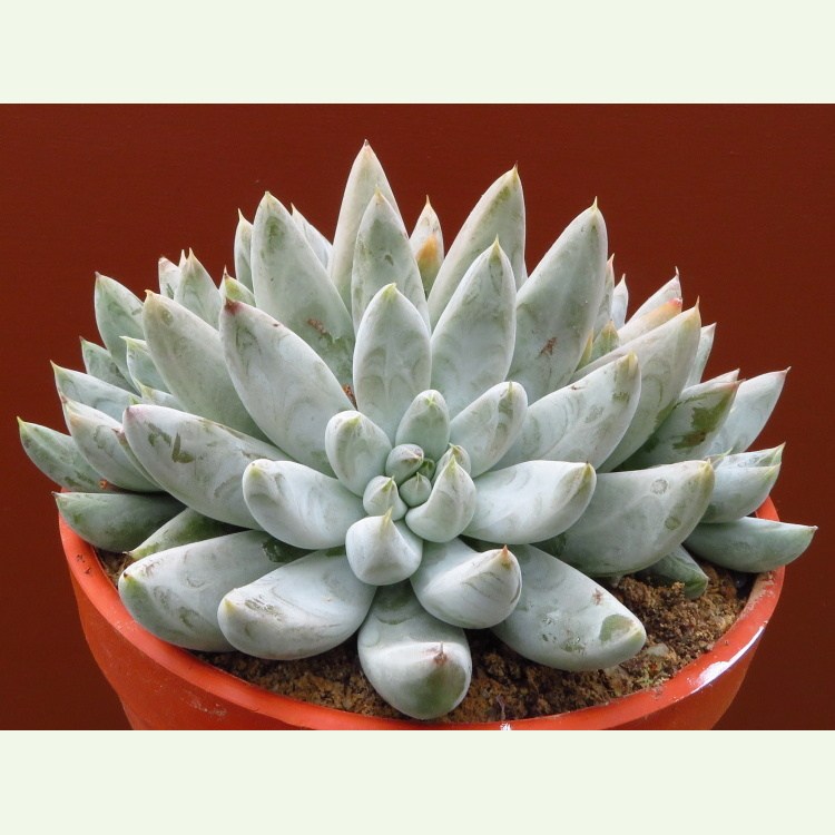Echeveria tolimanensis
