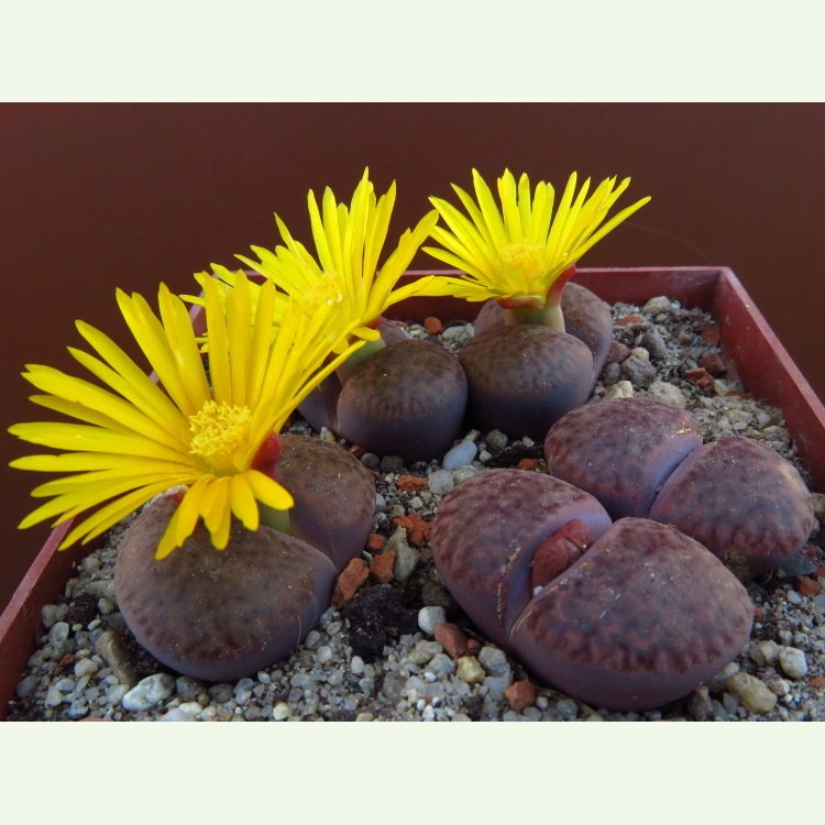 Lithops bromfieldii v. glaidiae Rubroroseum C393A