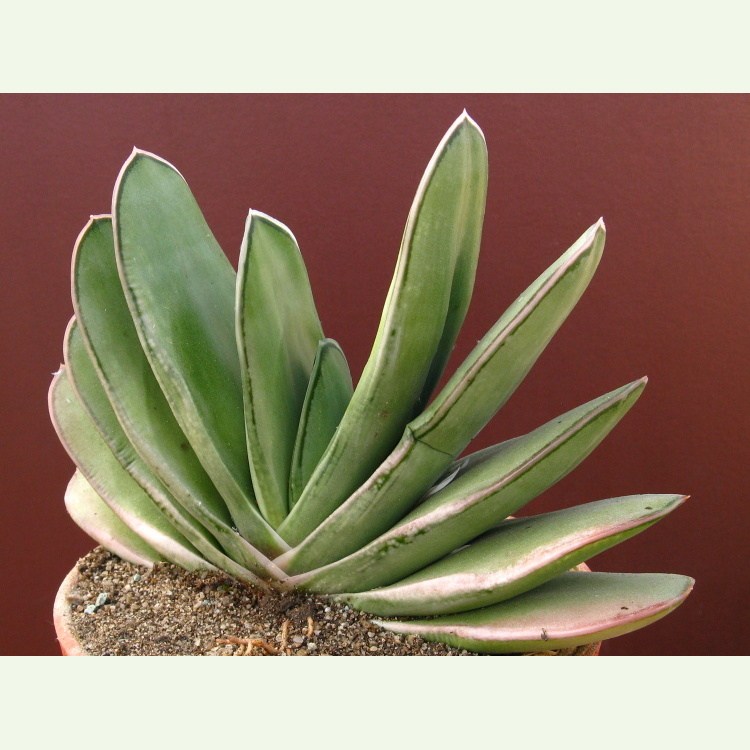 Gasteria bicolor, zelená forma