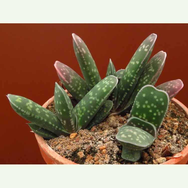 Gasteria pillansii, Pietkloof