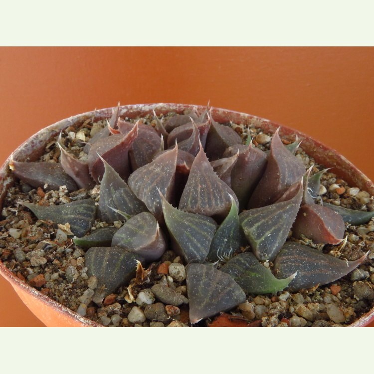 Haworthia acuminata, Vleesbaai