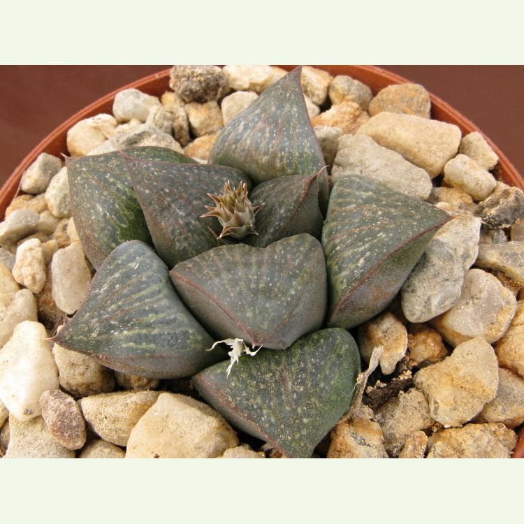 Haworthia fusca IB 8971