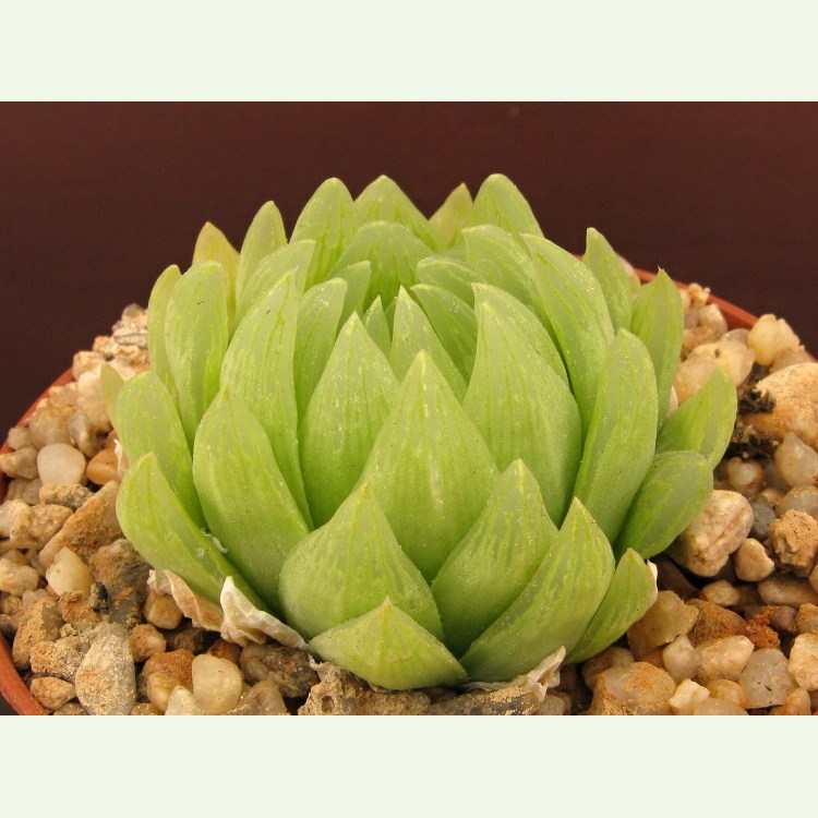 Haworthia incurvula IB 11545