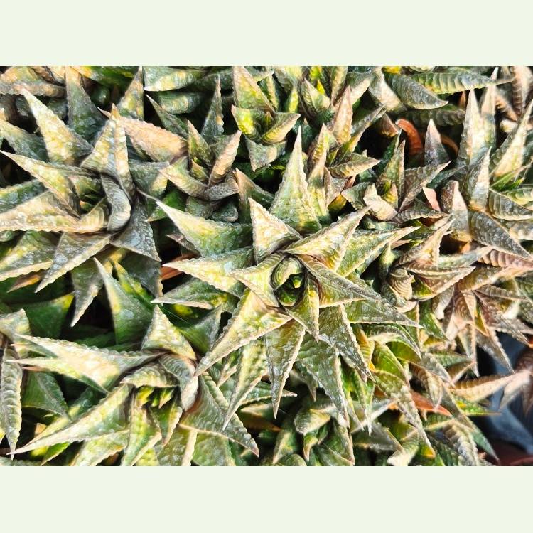 Haworthia limofolia, iná forma