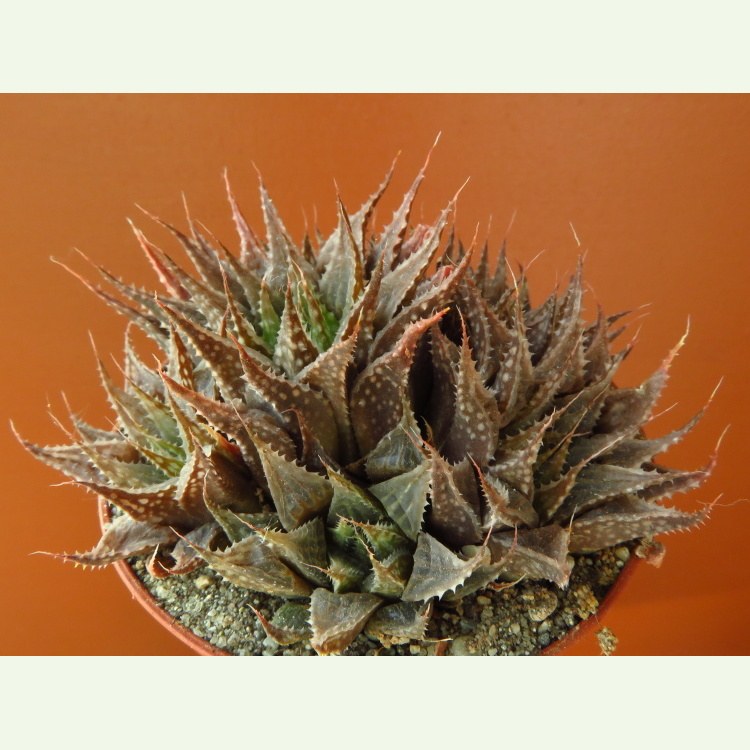 Haworthia multifolia JDV 87-162, Springfontein