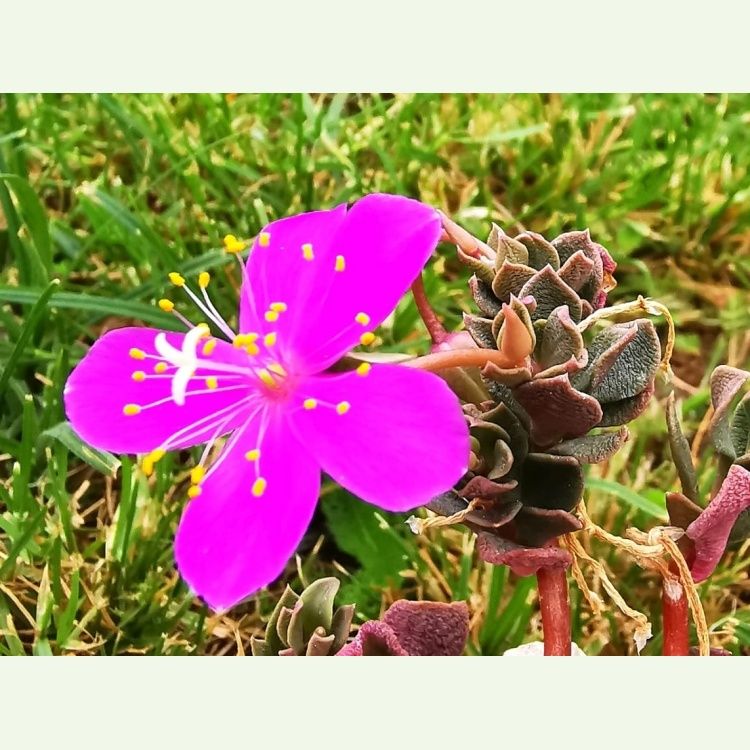 Grahamia coahuilensis
