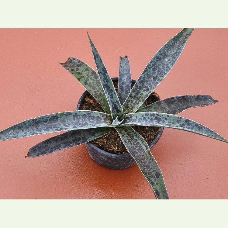 Mangave cv. Moonglow