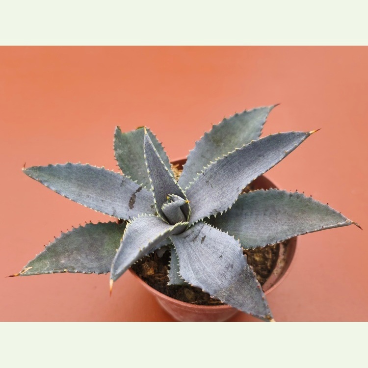 Mangave cv. Silver Fox