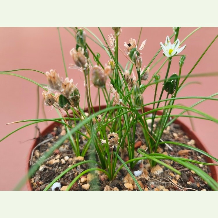 Ornithogalum graminifolium