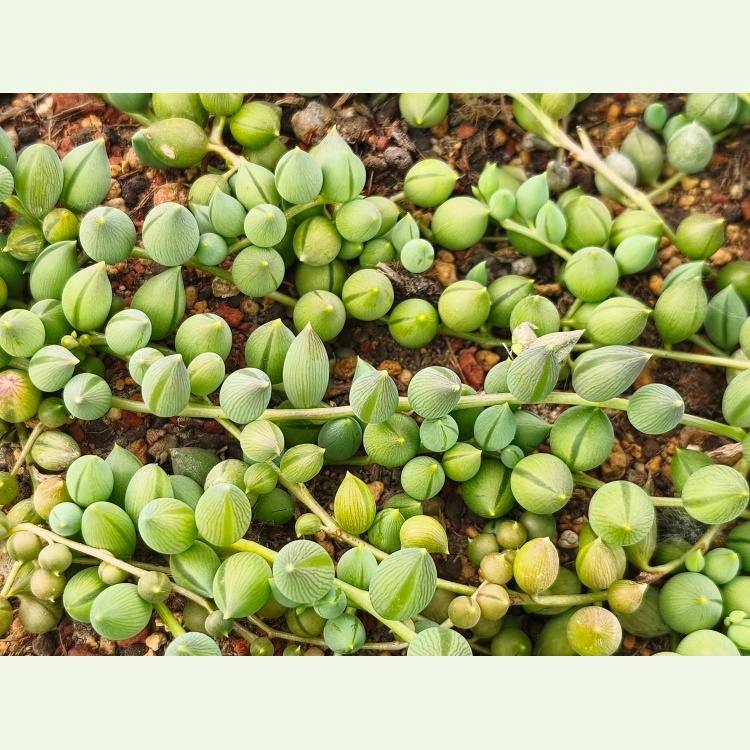 Senecio rowleyanus „String of Tears“