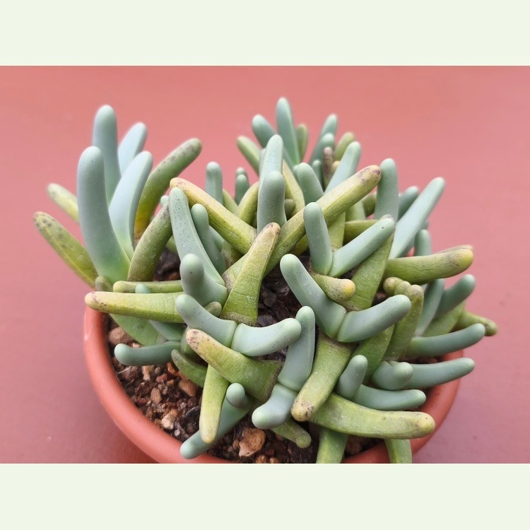 Argyroderma braunsii