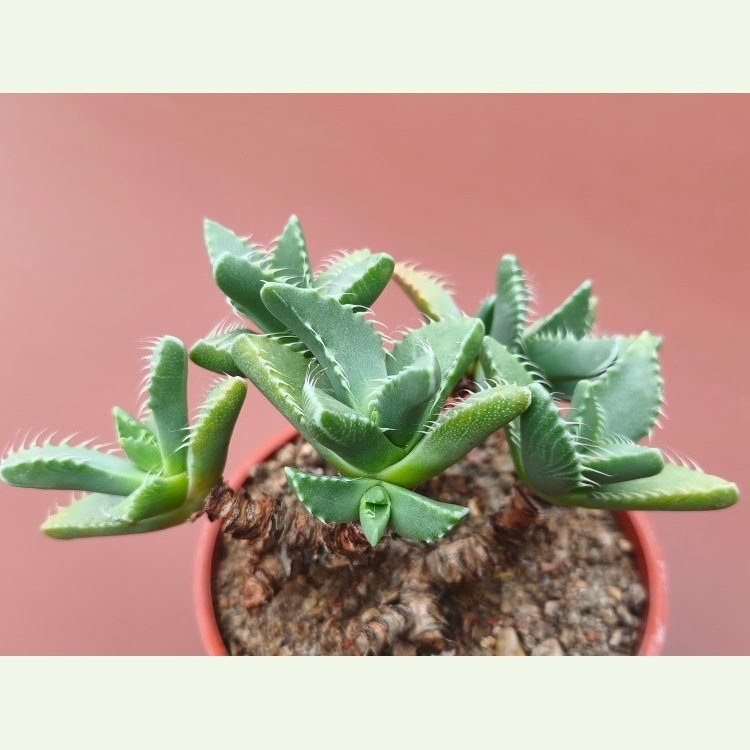 Faucaria britteniae