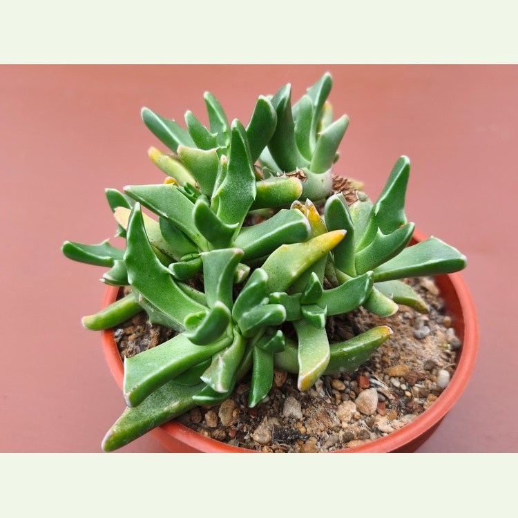 Faucaria paucidens