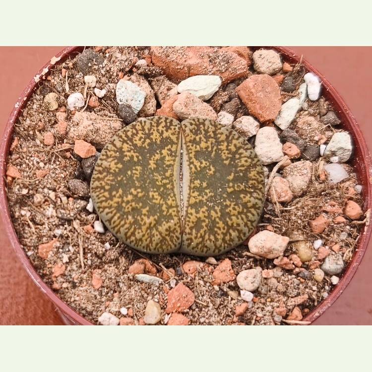 Lithops lesliei