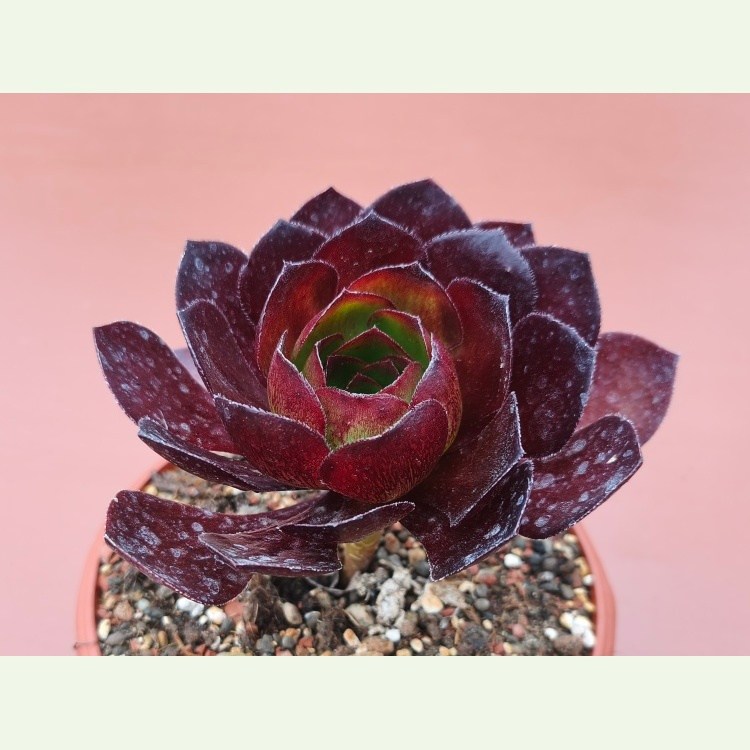x Semponium "VORTEX"