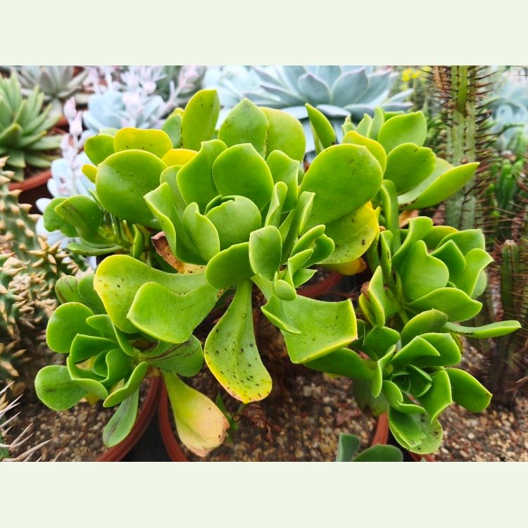 Aeonium sp. bledozelený hladký list