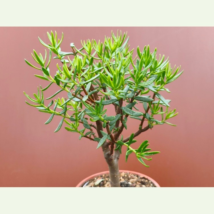 Crassula sarcocaulis v. lignosa