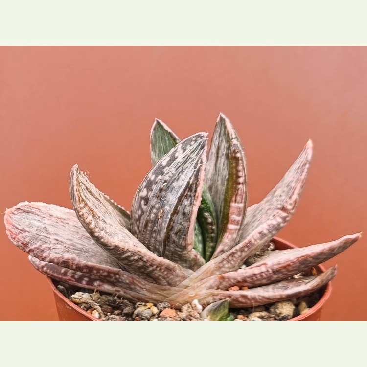Gasteria disticha f. variegata
