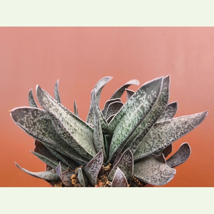 Gasteria ellaphieae ?