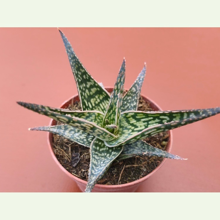Aloe cv. Bronze Star