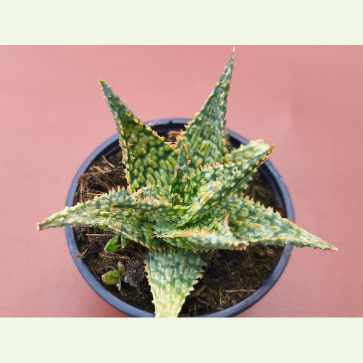 Aloe cv. Elewoodii