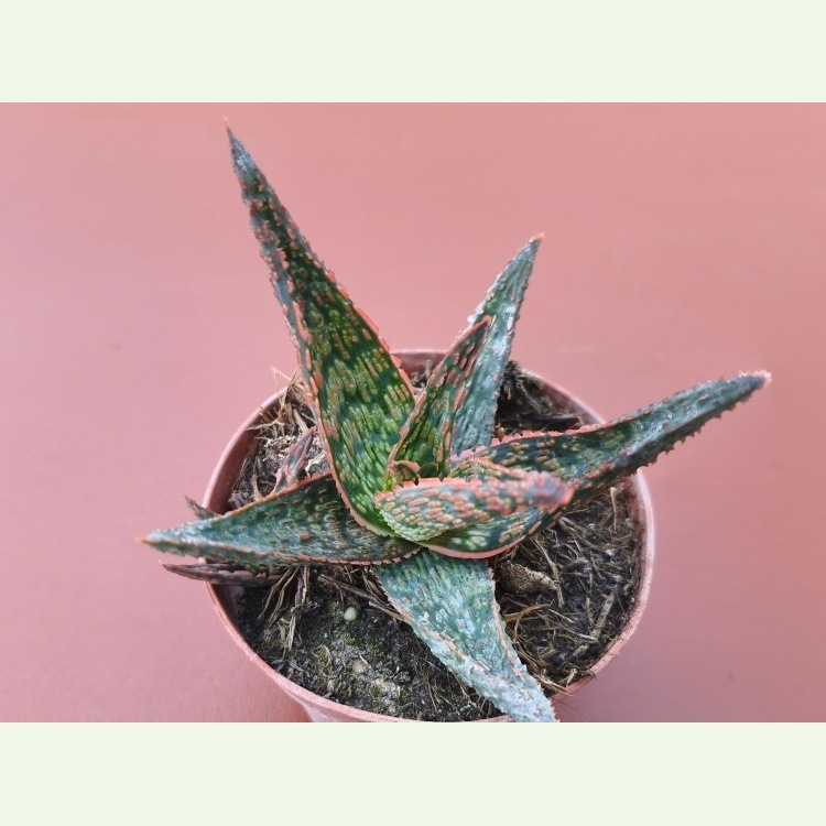 Aloe cv. KG 033