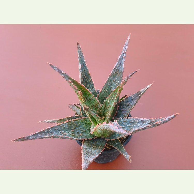 Aloe cv. Piranha