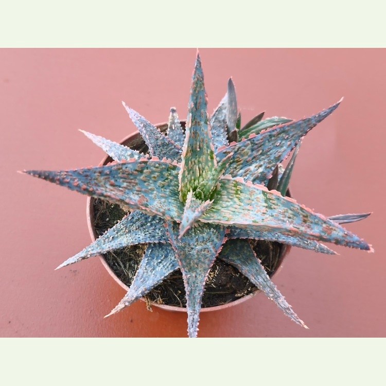 Aloe cv. RFG