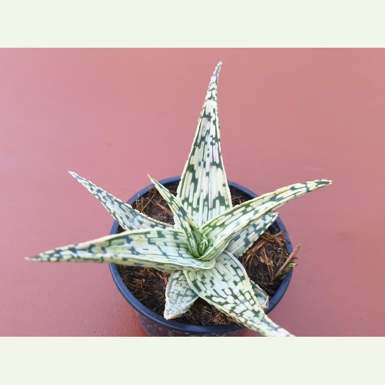 Aloe cv. Silver Star